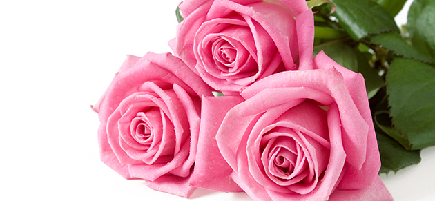 プロポーズで使いたい！　花言葉から選ぶ薔薇（バラ）の花束
