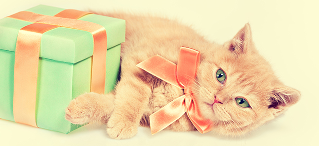 プレゼントに横たわる猫