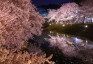 春だからこそ！ 幻想的な「夜桜プロポーズ」をしよう！