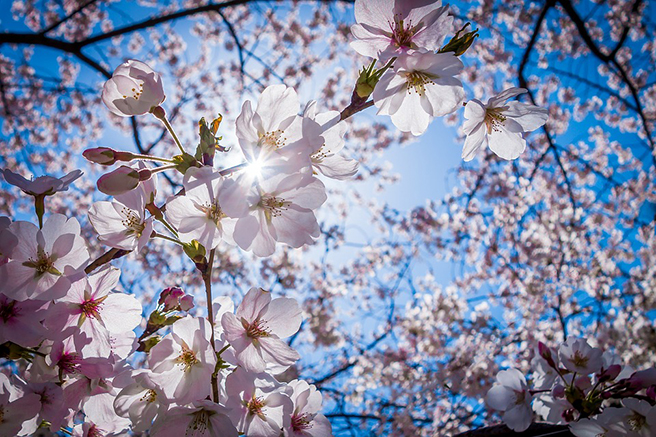 3月のホワイトデーは一足早い「桜」を使ったアイテムを贈りましょう。