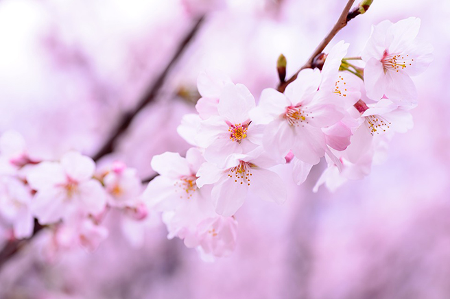 5月に咲いている桜のアップ