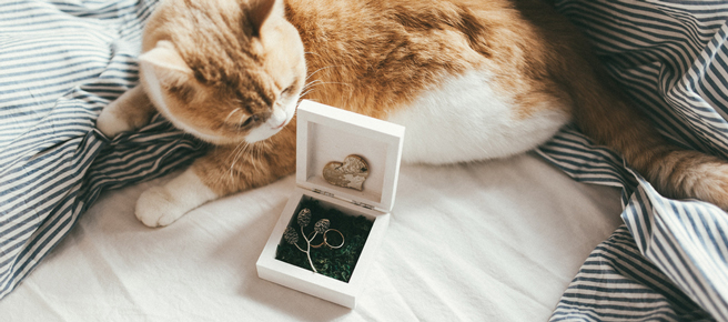 猫と婚約指輪