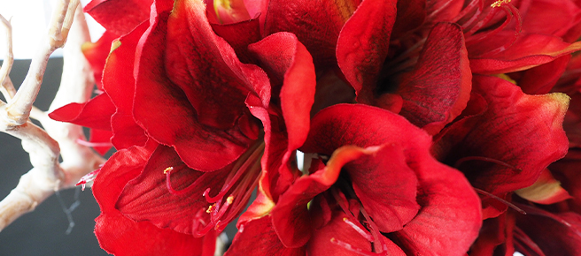 赤色のアマリリスの花